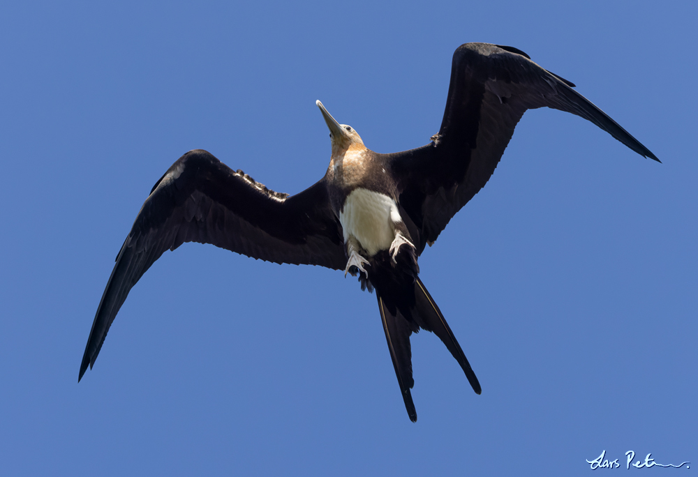 Christmas Frigatebird