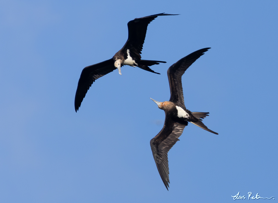 Christmas Frigatebird