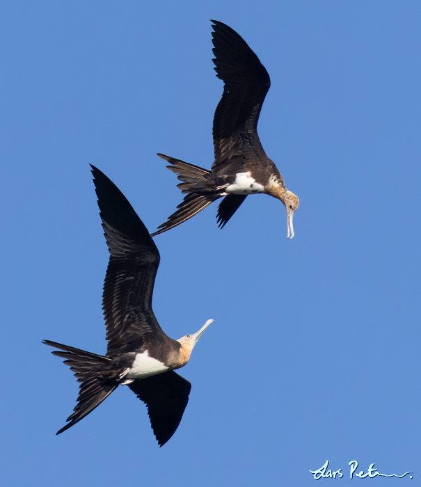 Christmas Frigatebird