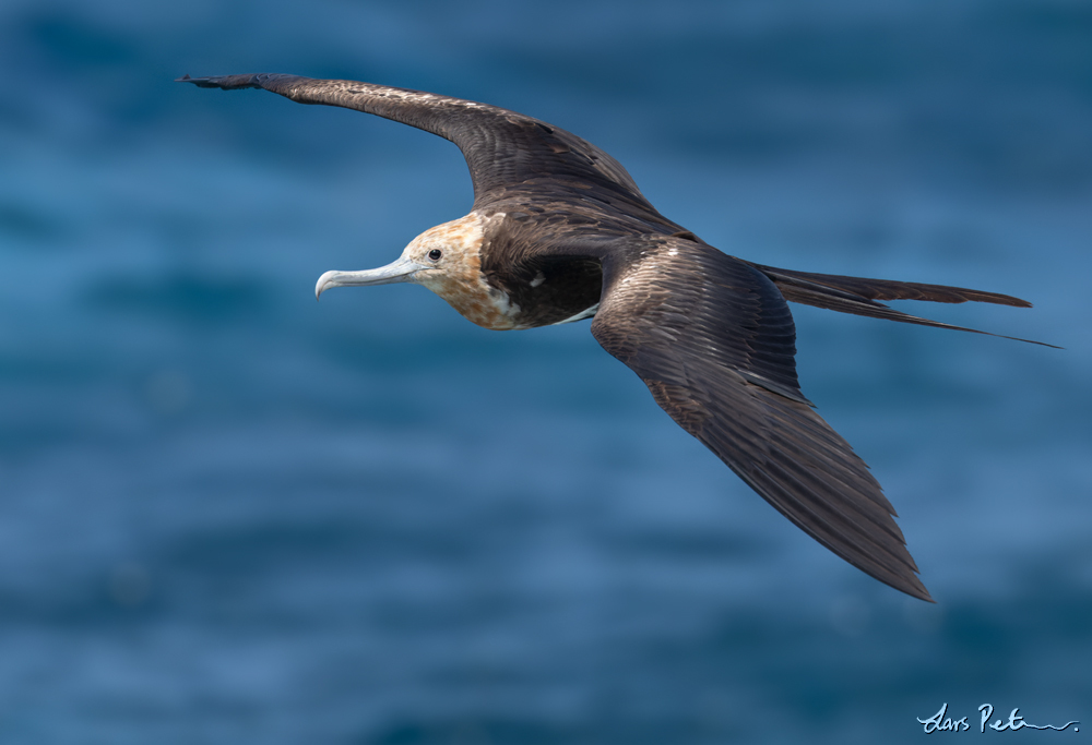 Great Frigatebird