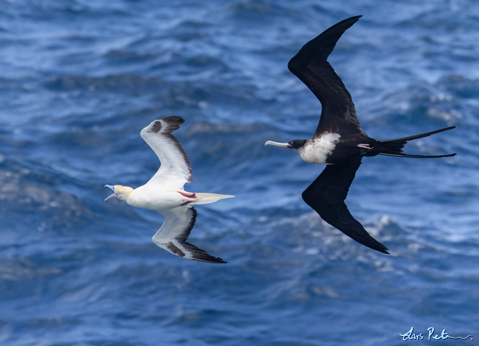 Great Frigatebird