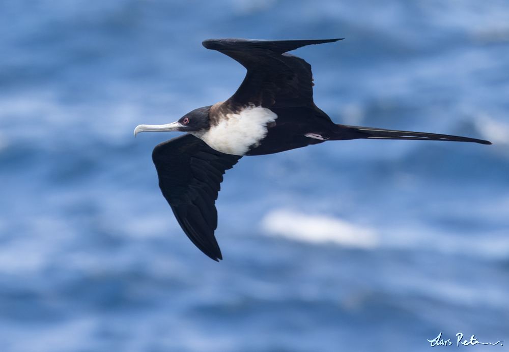 Great Frigatebird