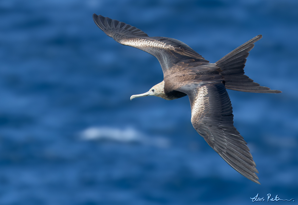 Great Frigatebird