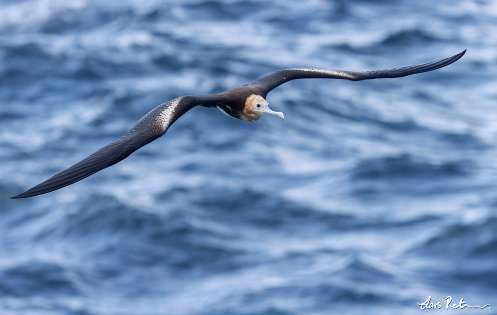 Great Frigatebird