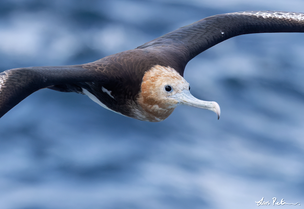 Great Frigatebird