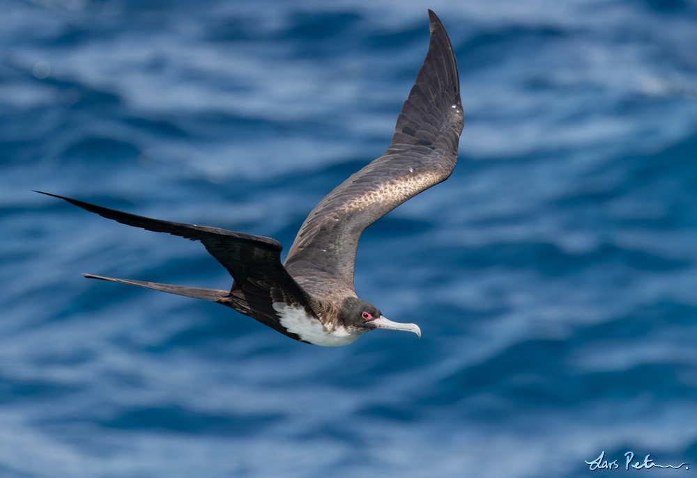 Great Frigatebird