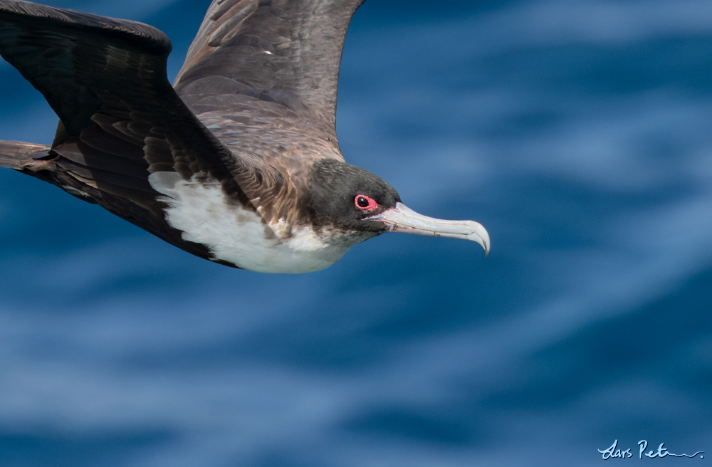 Great Frigatebird