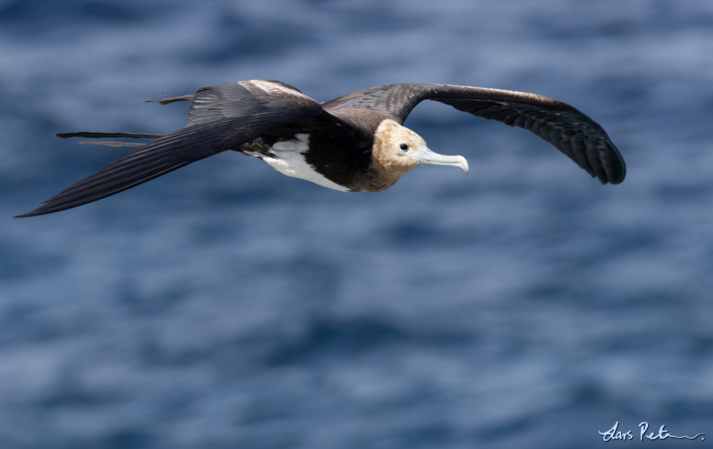 Great Frigatebird