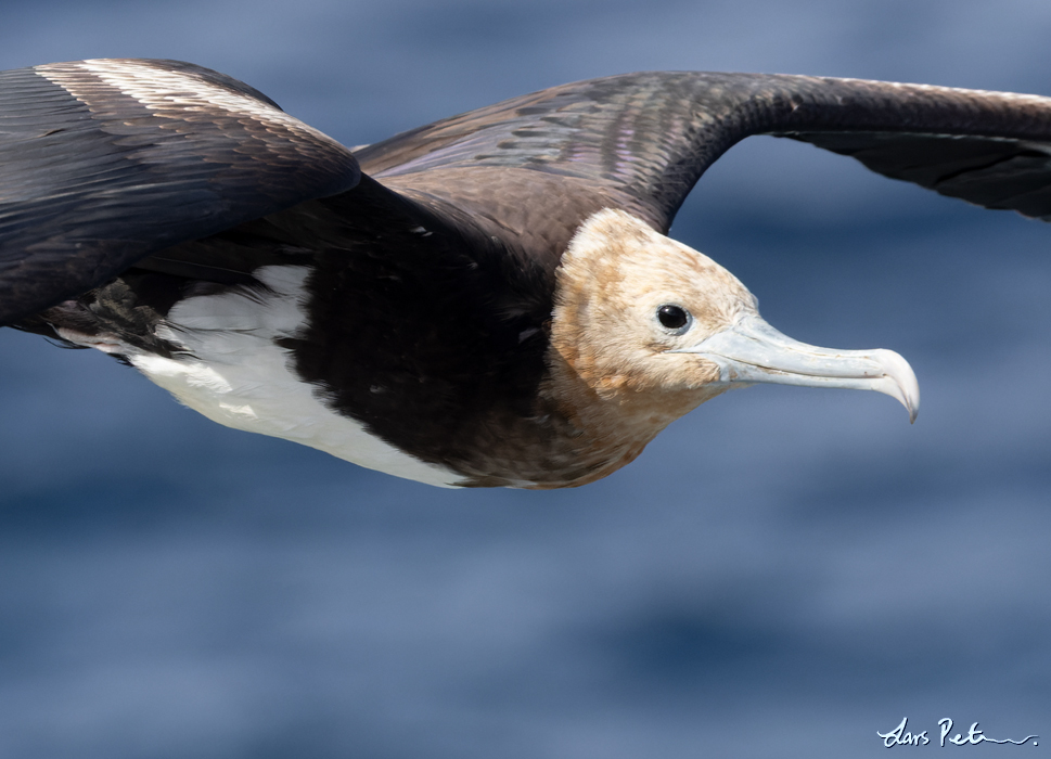 Great Frigatebird