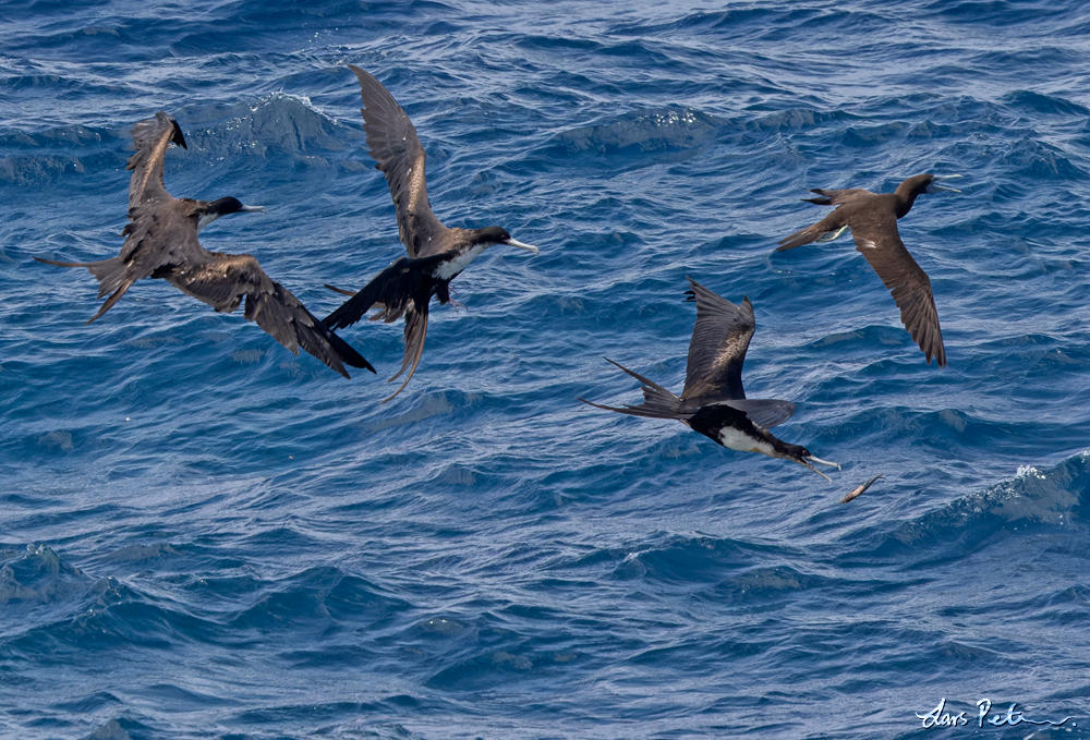 Great Frigatebird