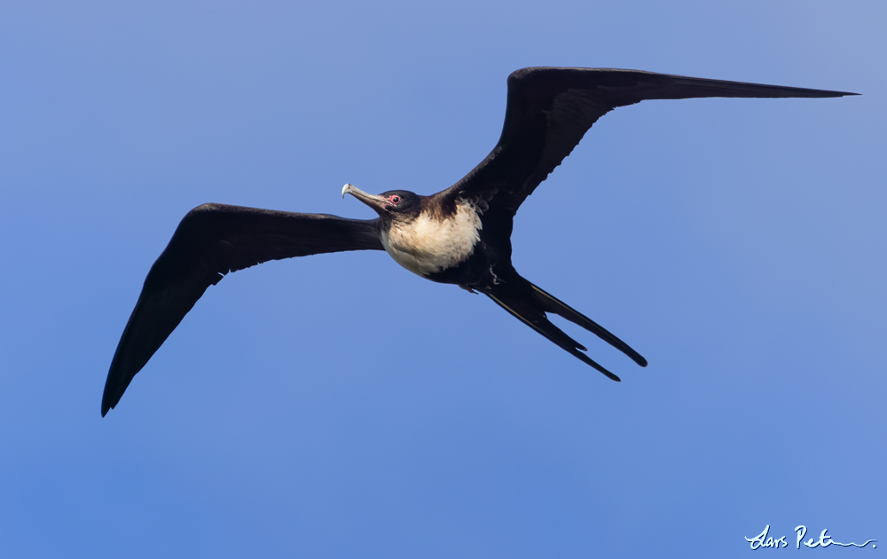 Great Frigatebird