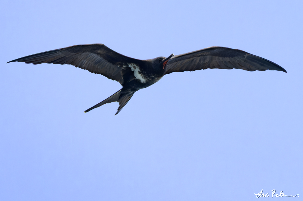 Lesser Frigatebird