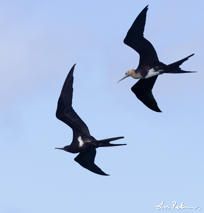 Lesser Frigatebird