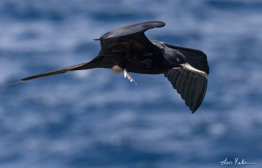 Lesser Frigatebird