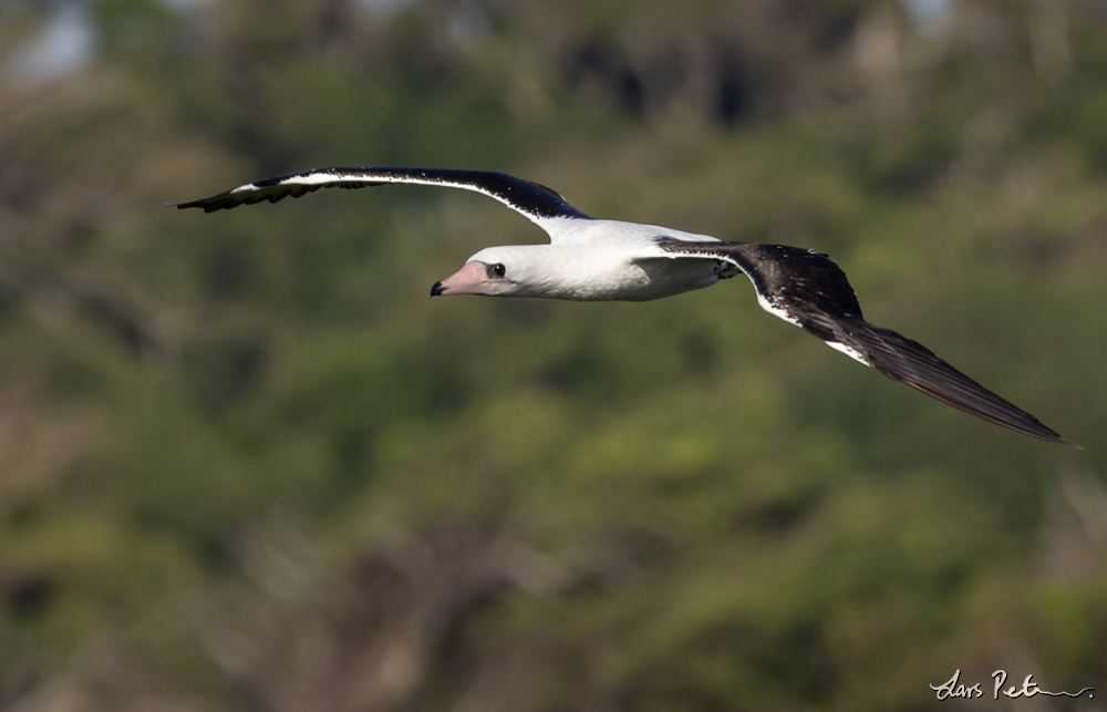 Abbott's Booby