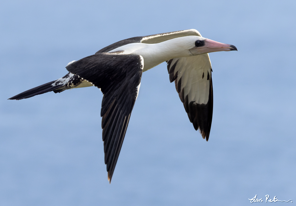 Abbott's Booby