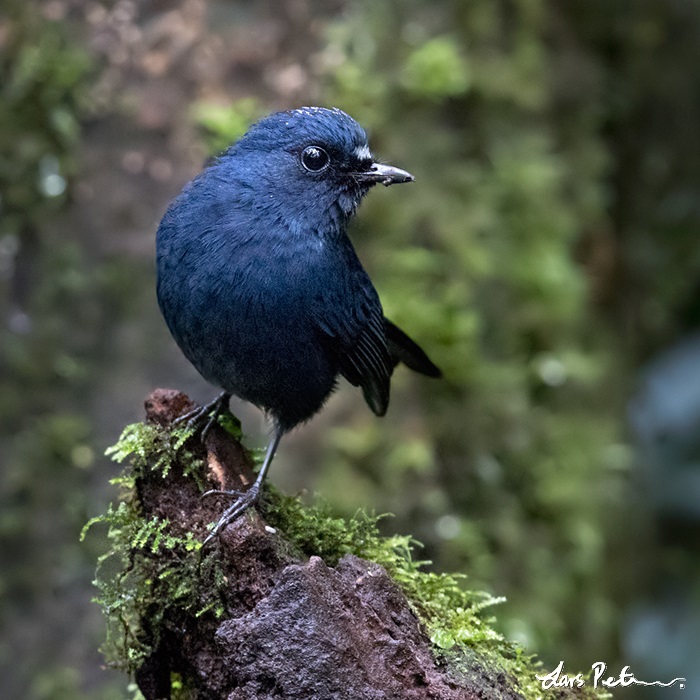 Sumatran Blue Robin