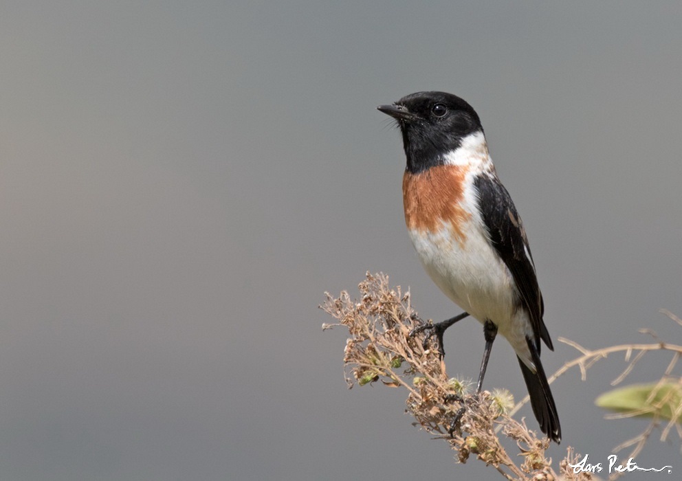African Stonechat