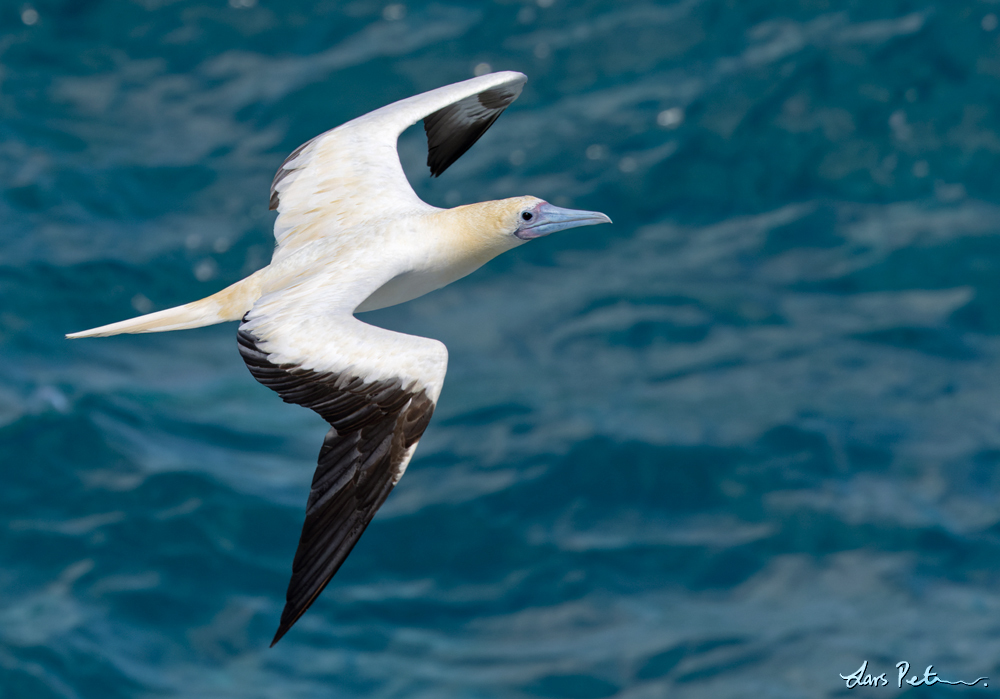 Red-footed Booby