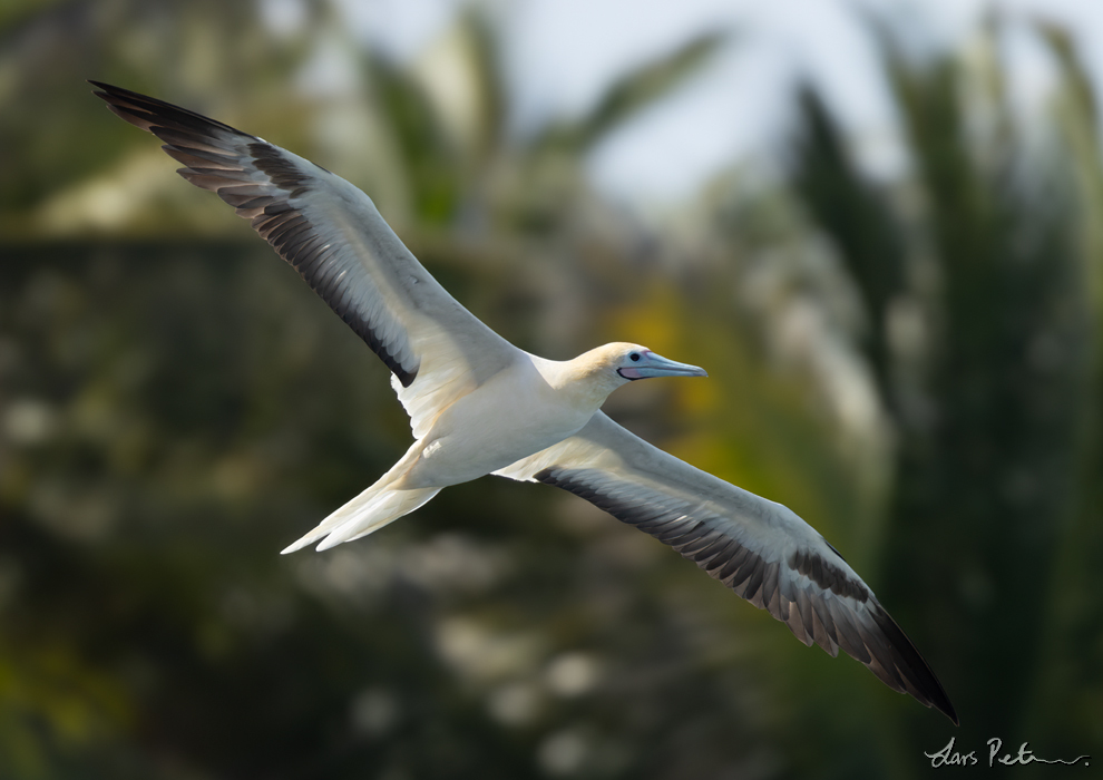 Red-footed Booby