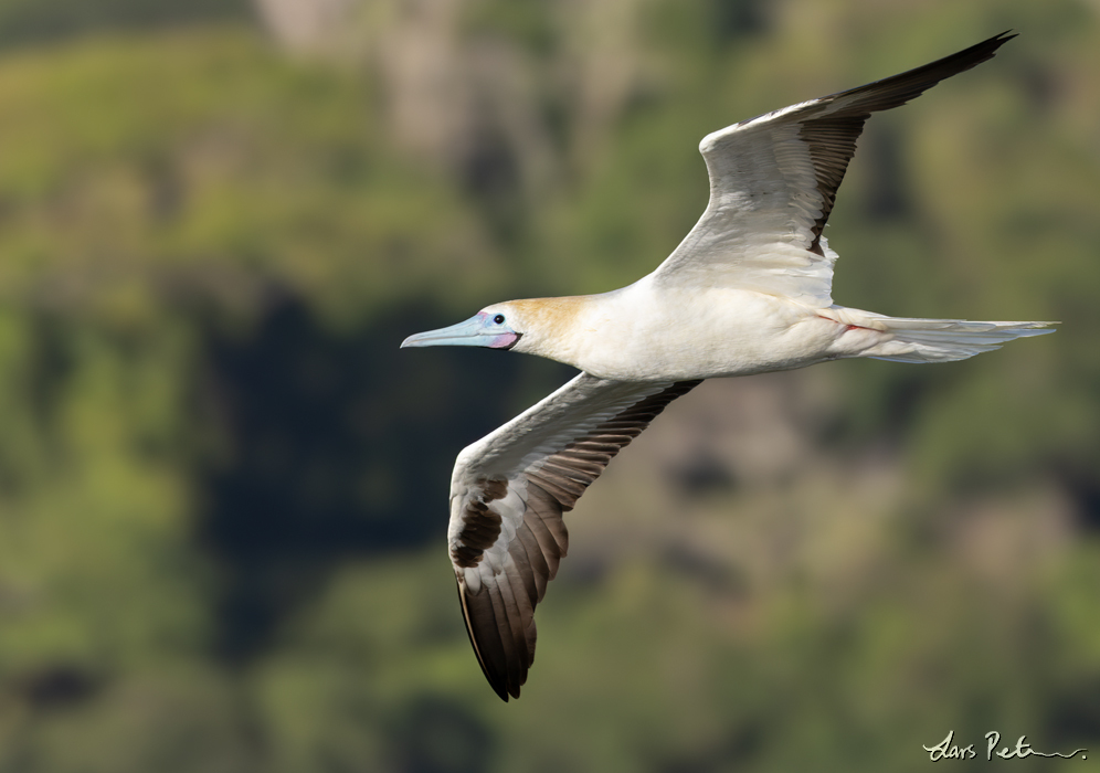 Red-footed Booby