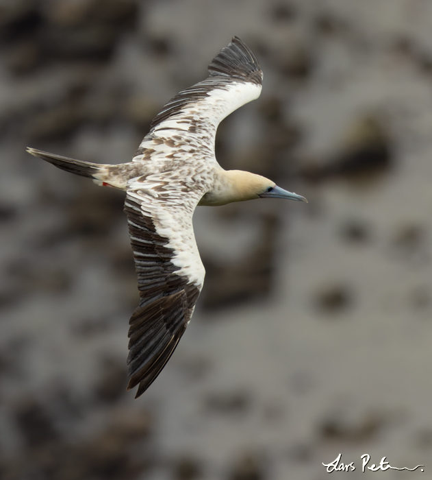 Red-footed Booby