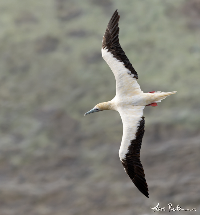 Red-footed Booby