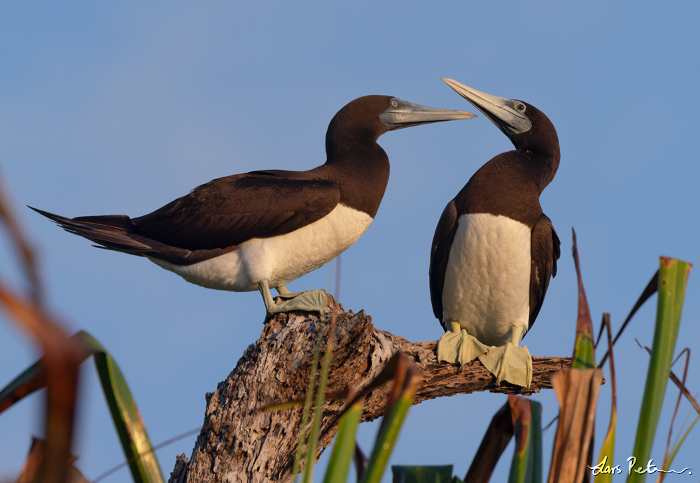 Brown Booby