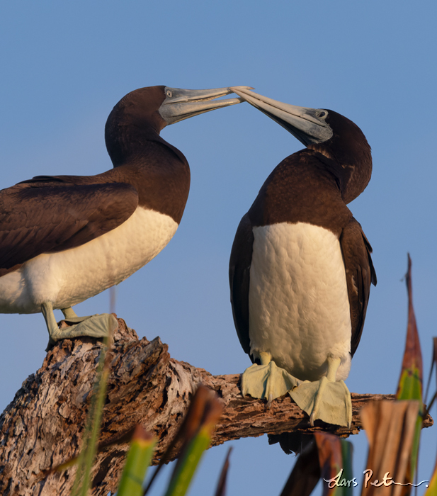 Brown Booby