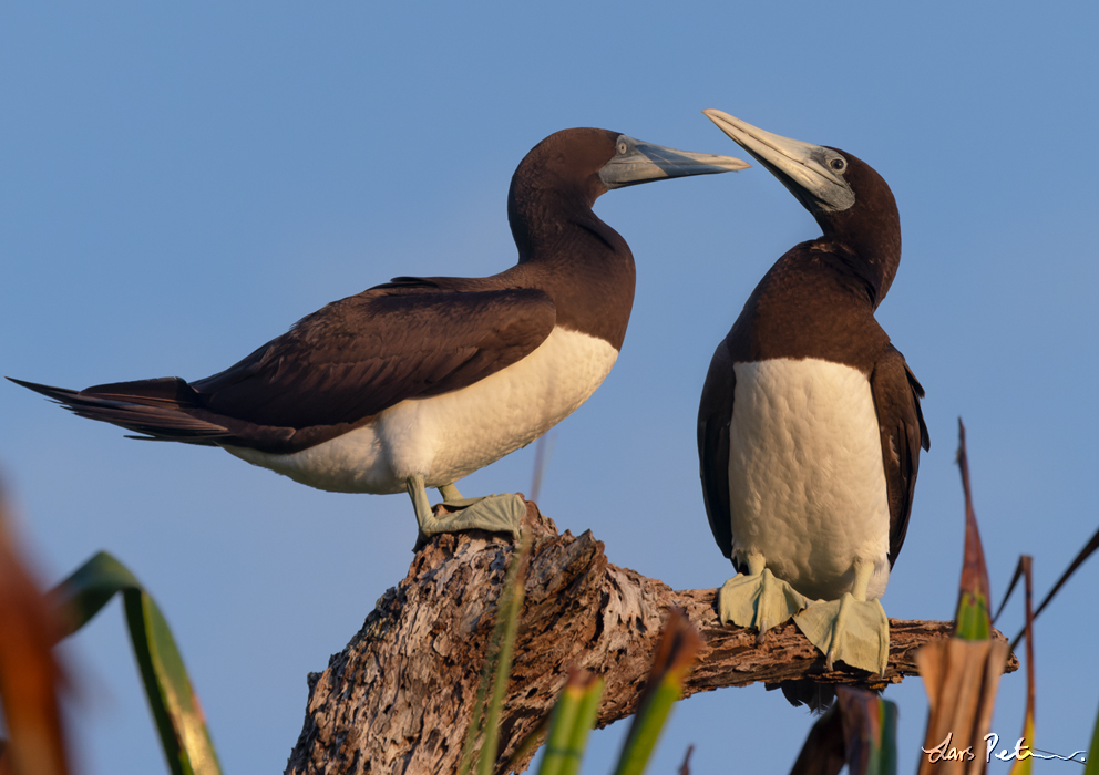 Brown Booby