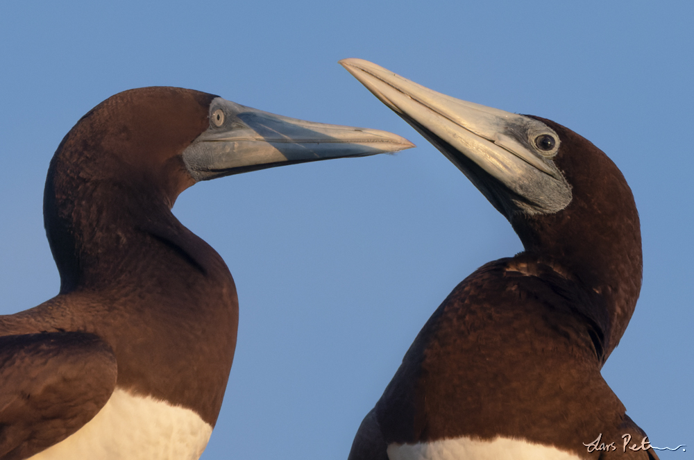 Brown Booby