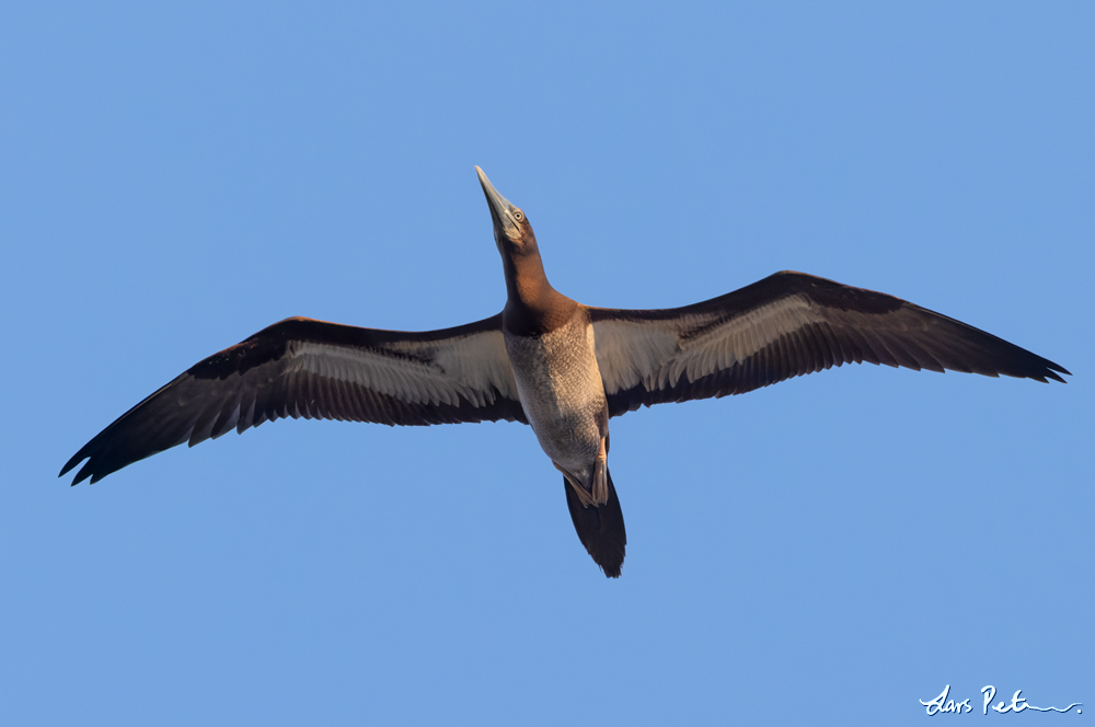 Brown Booby