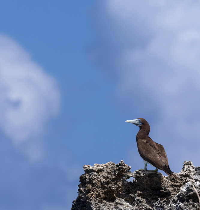 Brown Booby