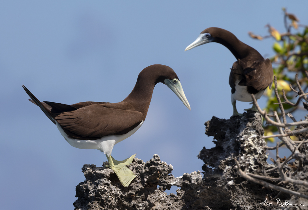 Brown Booby