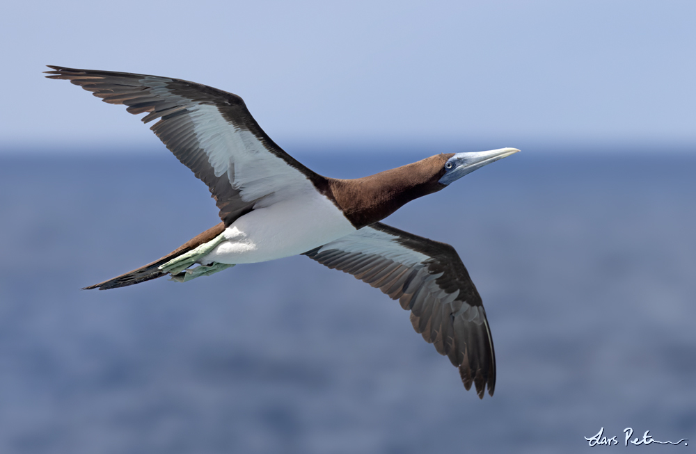 Brown Booby