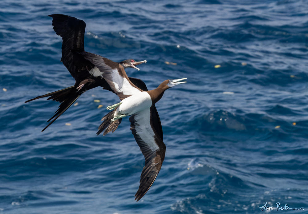 Brown Booby