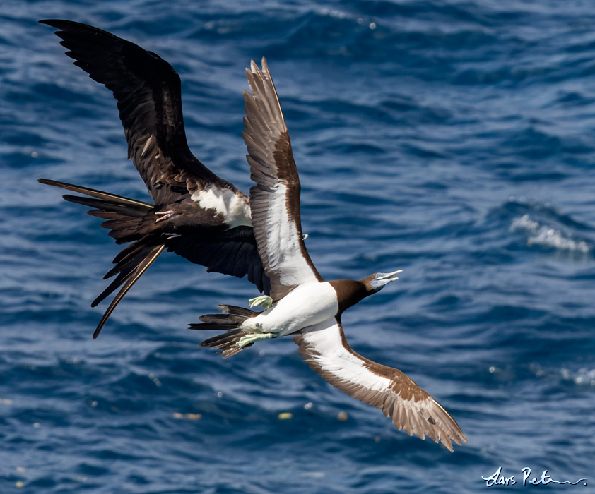 Brown Booby