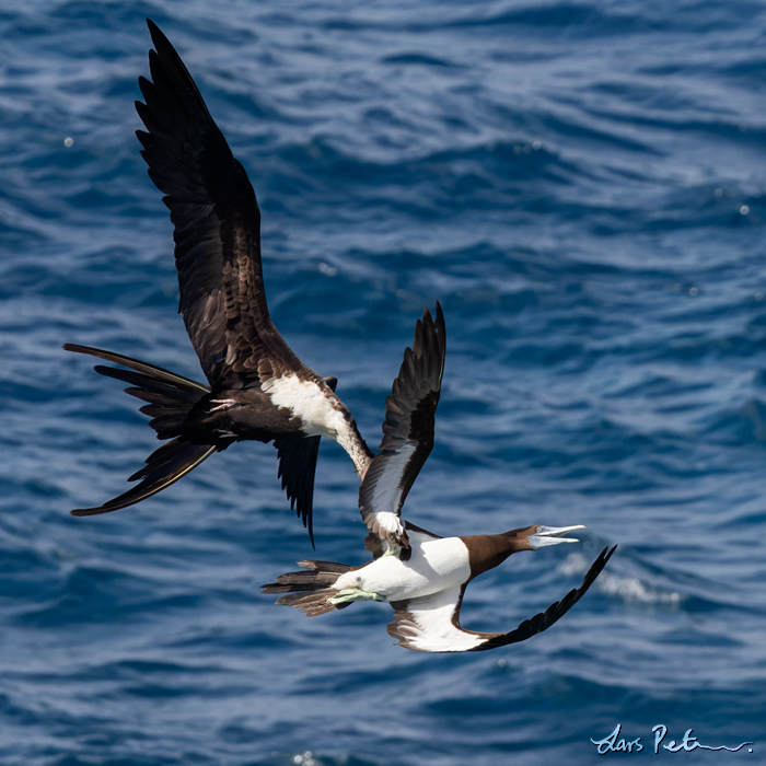 Brown Booby