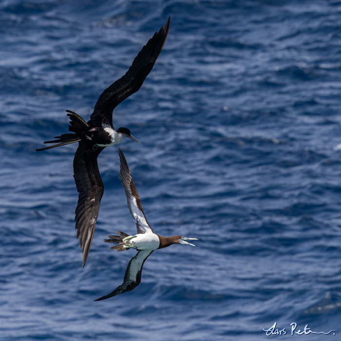 Brown Booby