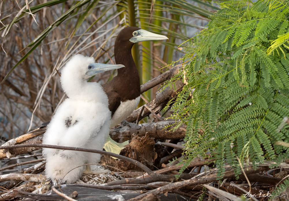 Brown Booby