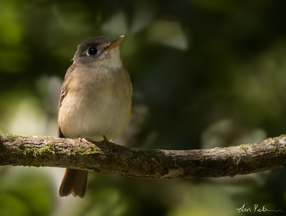 Brown-breasted Flycatcher