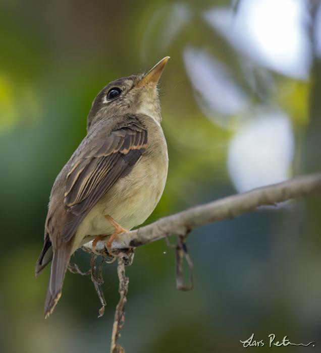 Brown-breasted Flycatcher