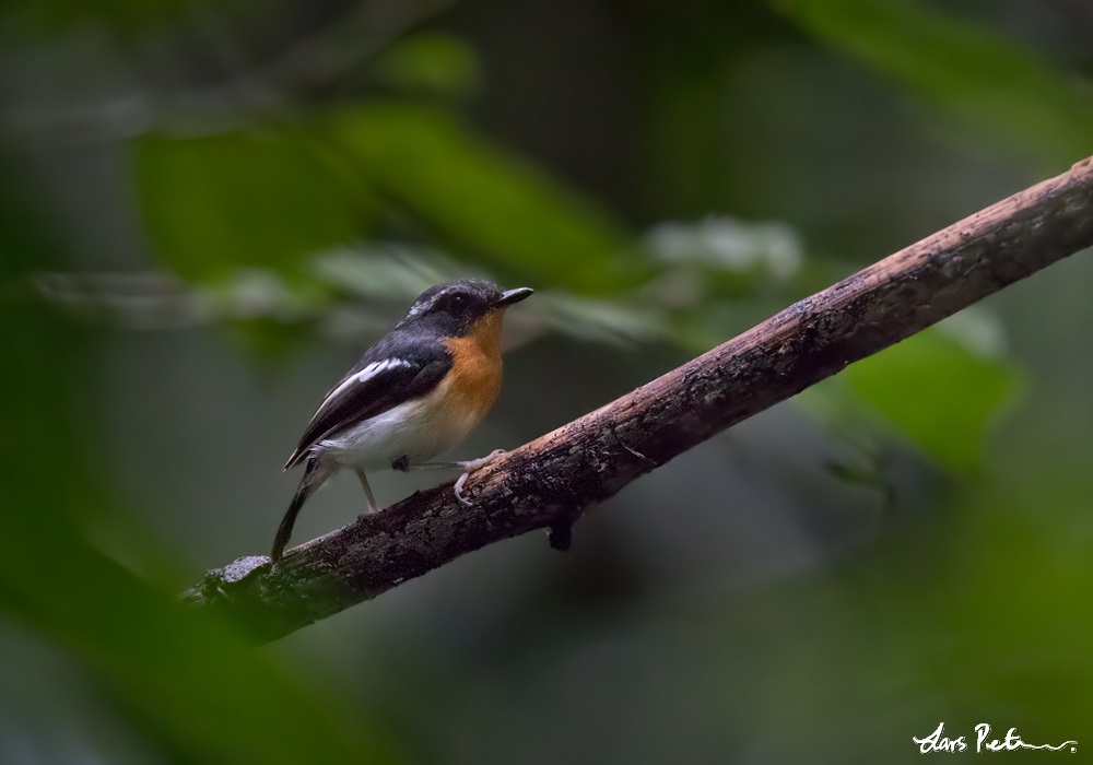 Rufous-chested Flycatcher
