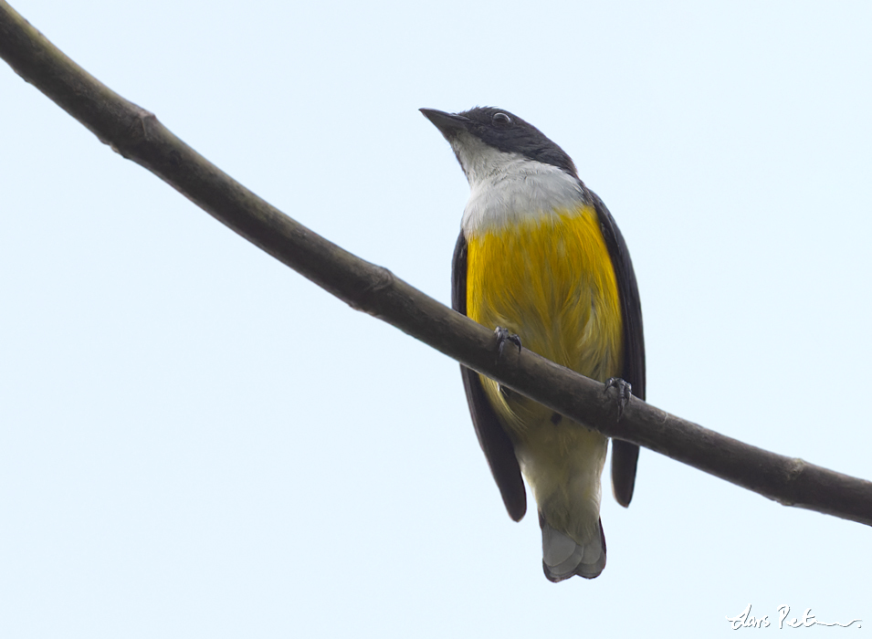 Legge's Flowerpecker