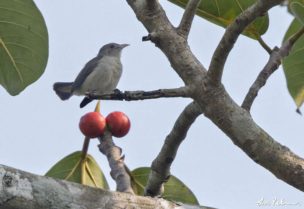 Pale-billed Flowerpecker