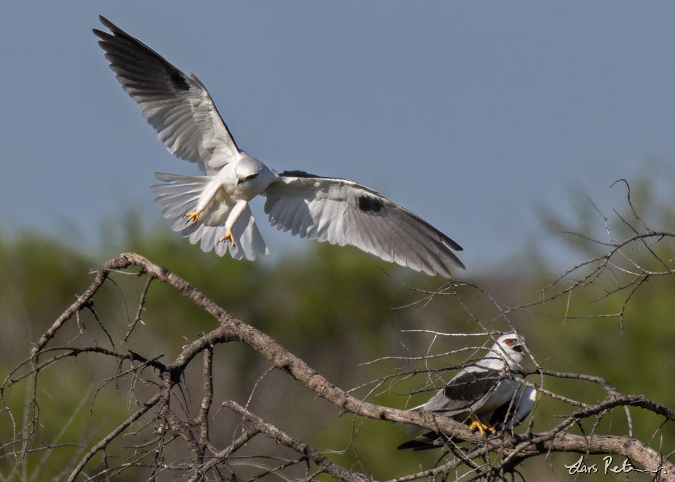 Black-shouldered Kite