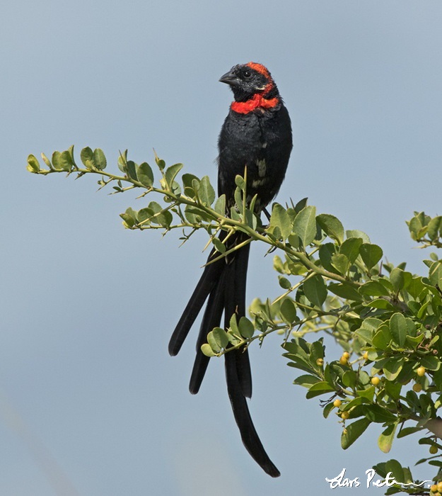Red-cowled Widowbird