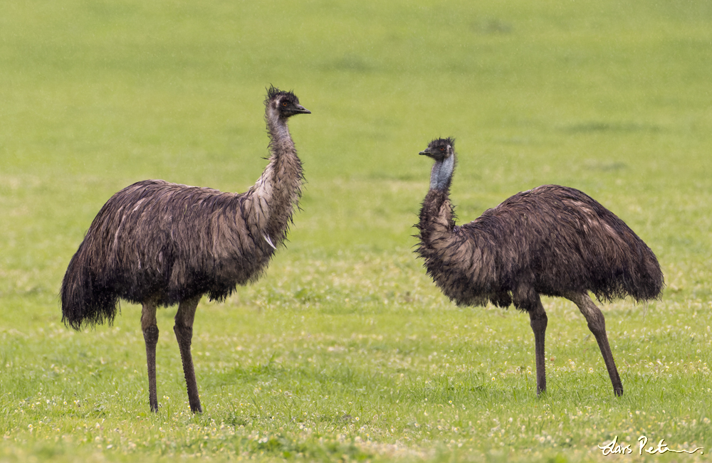 Emu