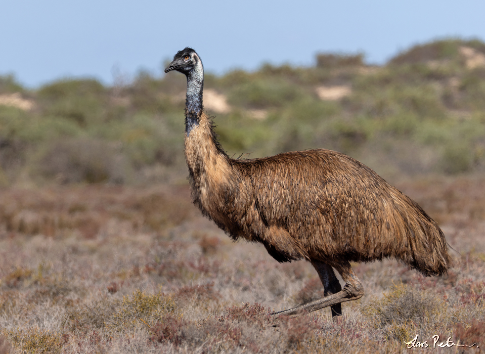 Emu