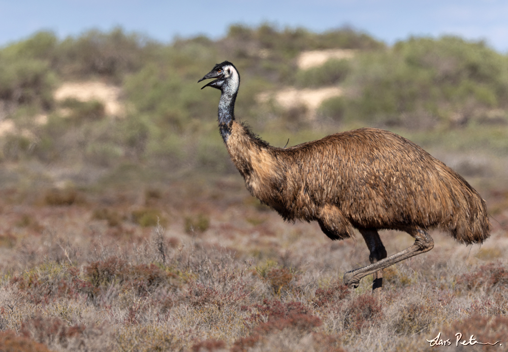 Emu